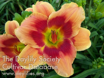 Daylily Promise Your Heart